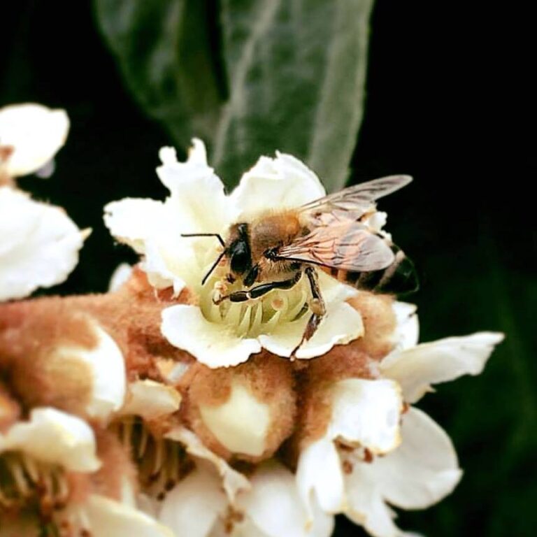 Παγκύπριο Συνέδριο Μελισσοκομίας και Έκθεση Κυπριακού Μελιού