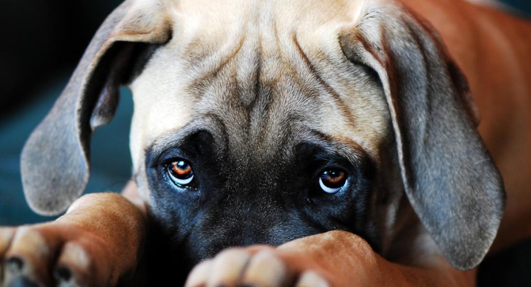 Εσύ πως αποκαλείς το αγαπημένο σου…τετράποδο; Ιδού τα δημοφιλέστερα ονόματα!