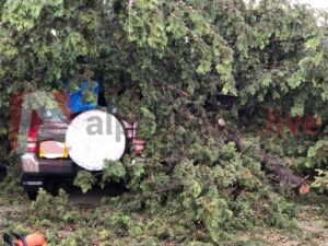 Δέντρα καταπλάκωσαν οχήματα και υποστατικό στην Επισκοπή (ΦΩΤΟ)