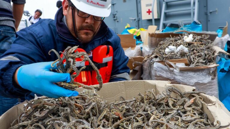 Περού: Κατάσχεσαν 12,3 εκατ. αποξηραμένους ιππόκαμπους αξίας 6 εκατ. ευρώ