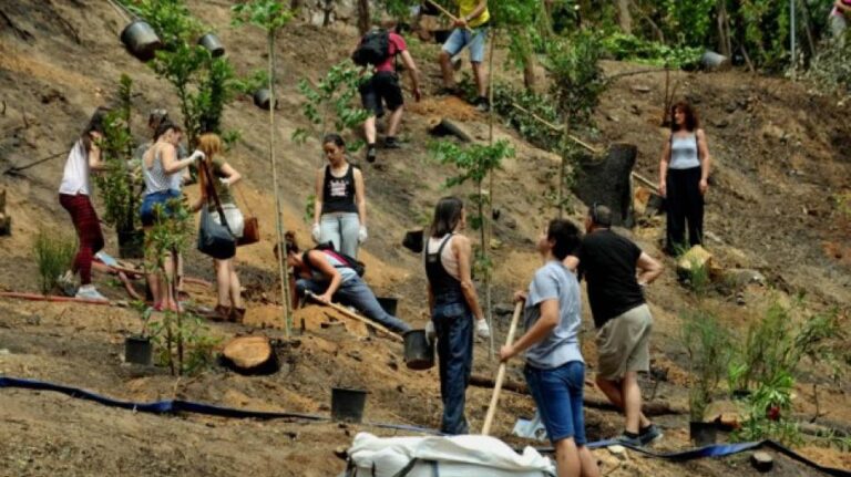 «Φυτεύω για το κλίμα»: Πώς να εξασφαλίσετε δωρεάν δενδρύλια