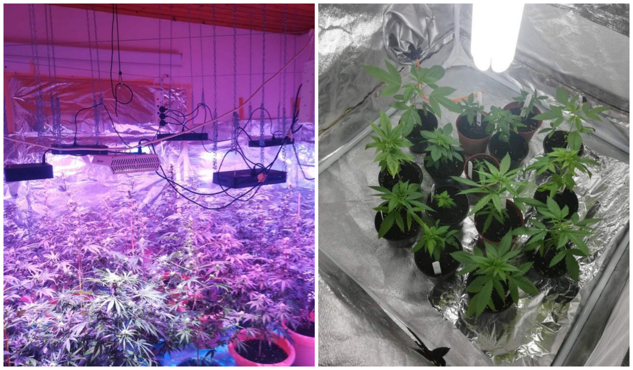 Μετέτρεψε το σπίτι του σε φυτώριο κάνναβης στην Πάφο (ΦΩΤΟ)