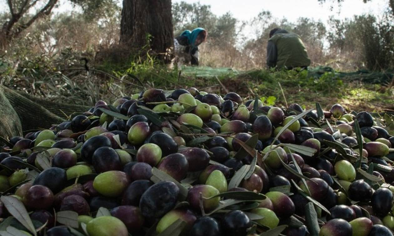 Νεκρός στο χωράφι του βρέθηκε 73χρονος στην Ηλεία, πήγε για να μαζέψει τις ελιές του