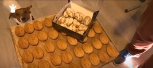 Εσύ αγόρασες μελομακάρονα για το σκύλο σου; (ΒΙΝΤΕΟ&ΦΩΤΟ)