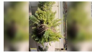 Επέστρεψαν σπίτι και βρήκαν πύθωνα τυλιγμένο στο Χριστουγεννιάτικο δέντρο (ΦΩΤΟ)