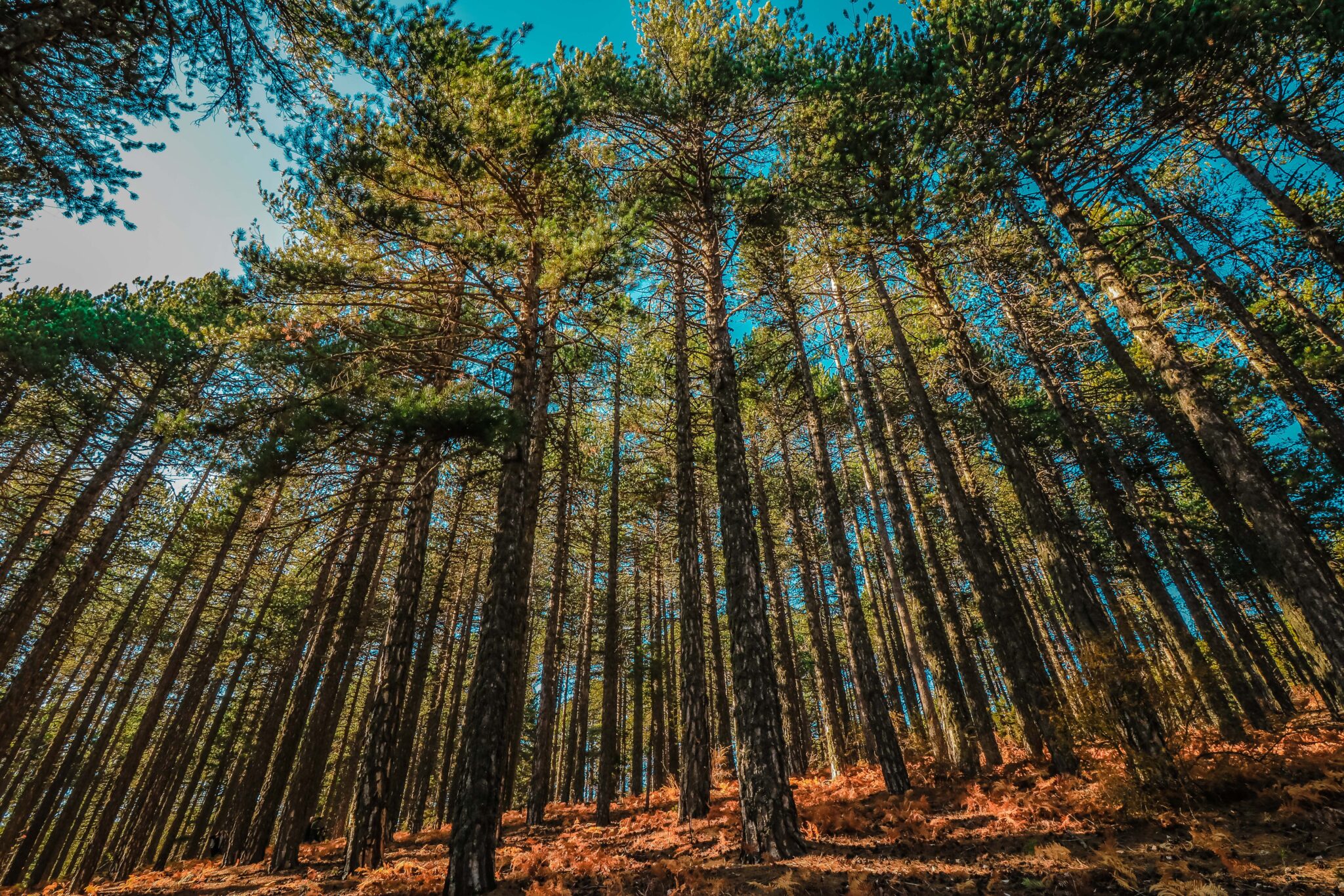 iLIFE-TROODOS Απολογισμός έτους 2019