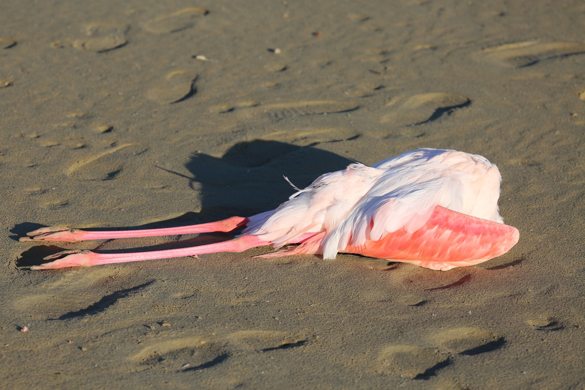 Σε δηλητηρίαση αποδίδεται ο θάνατος των φλαμίνγκο στην Αλυκή Λάρνακας (ΦΩΤΟ)
