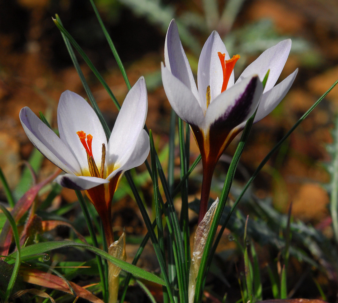Άνθισε ακόμα και στην καμένη γη της Σολέας ο "βασιλιάς των φυτών" (ΦΩΤΟ)