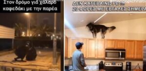 Troll και…κορωνοϊός: 3+1 video που ξεχώρισαν και μας έκαναν να γελάσουμε!
