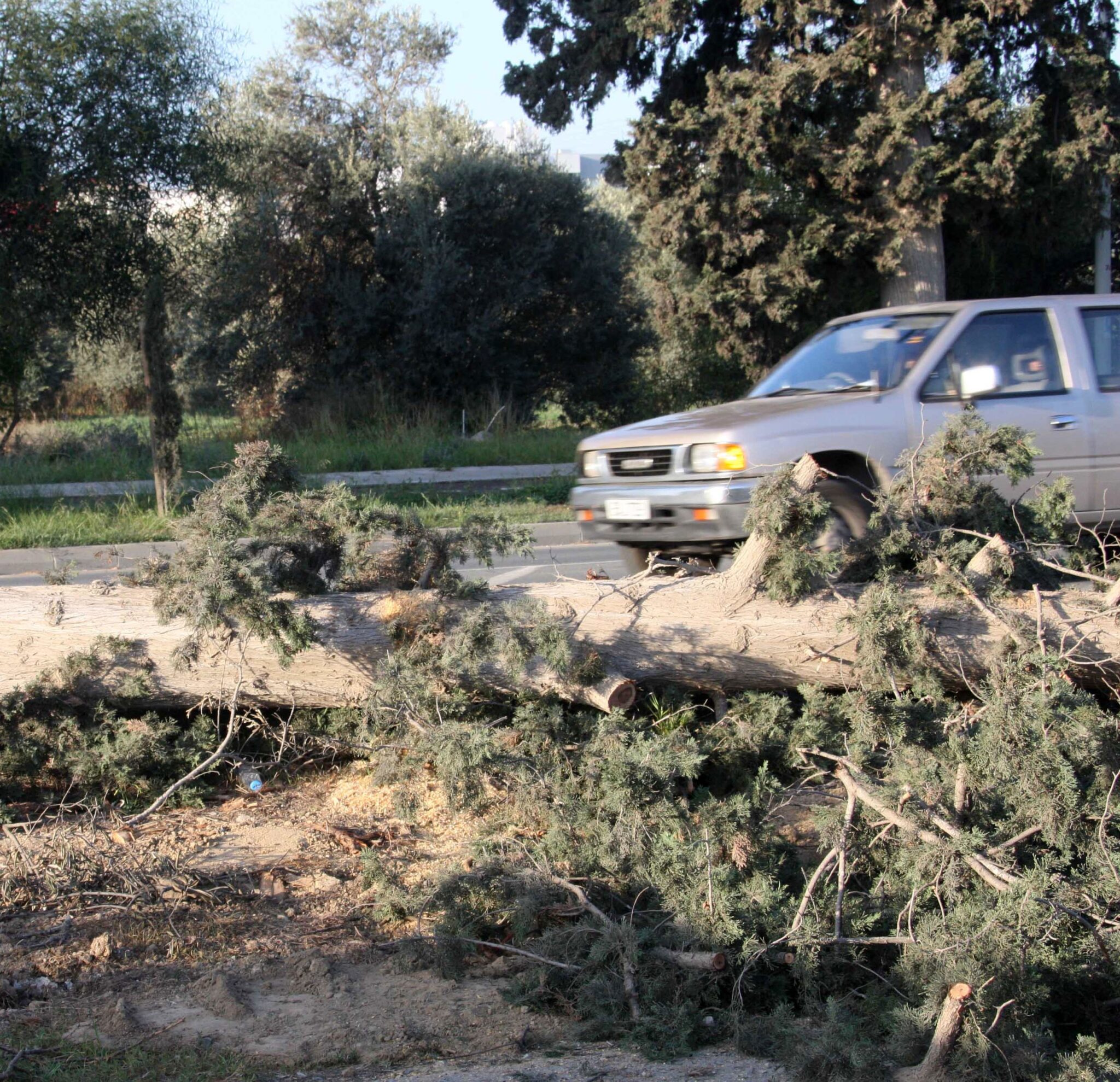 ΒΙΝΤΕΟ: Σφοδρή κακοκαιρία με πτώσεις δέντρων και αποκοπές καλωδίων στη Λεμεσό