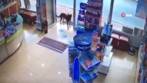 Αδέσποτο μπαίνει σε φαρμακείο και "ζητάει βοήθεια" για το τραυματισμένο πόδι του