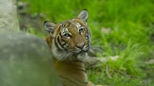 Ζωολογικός κήπος του Μπρονξ: Τίγρης μολύνθηκε με κορωνοϊό από άνθρωπο