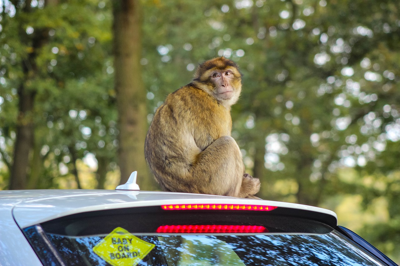 Ινδία: Μαϊμούδες, αδέσποτα και άγρια ζώα πήραν τον έλεγχο στους έρημους δρόμους