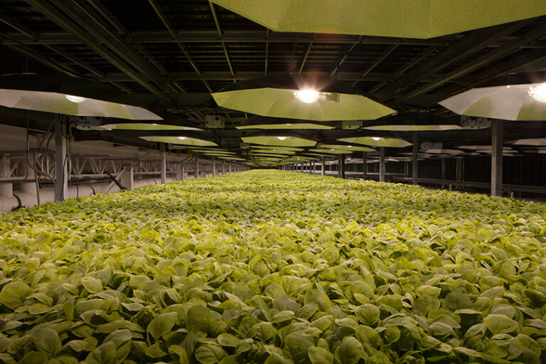 Εμβόλιο από καπνό για αντιμετώπιση του κορωνοϊού επεξεργάζεται εταιρεία στις ΗΠΑ