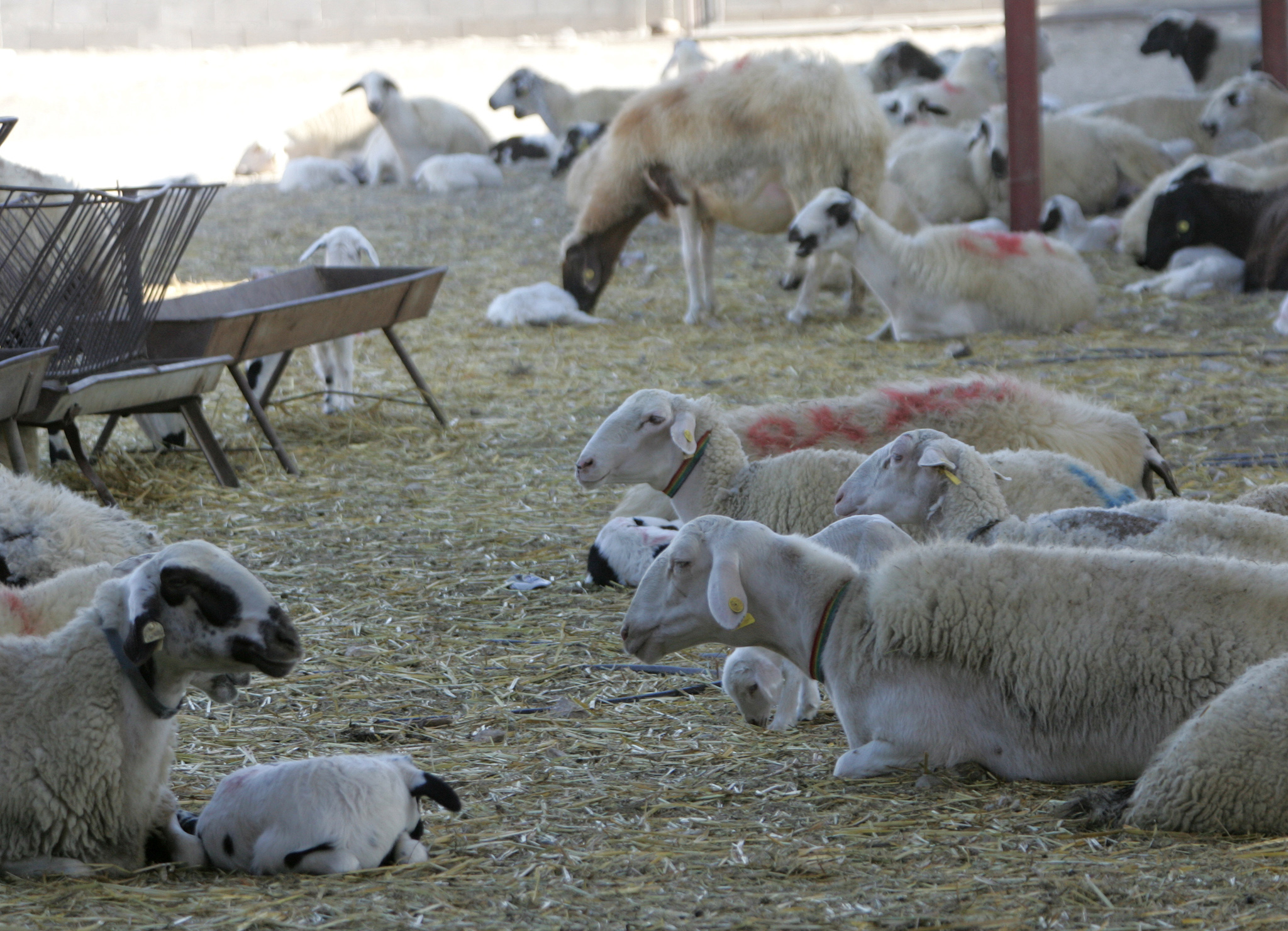 Αβάσιμες δηλώσεις και παραπληροφόρηση για το Kosher καταγγέλουν κτηνοτρόφοι