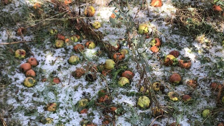 Μετά τον καύσωνα ήρθαν αντιμέτωποι με χαλαζόπτωση οι αγρότες στη Σολέα (ΒΙΝΤΕΟ)