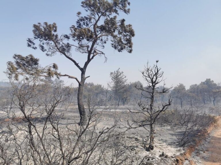 Στη μάχη με τις φλόγες στα κατεχόμενα και η Κυπριακή Δημοκρατία (ΦΩΤΟ)
