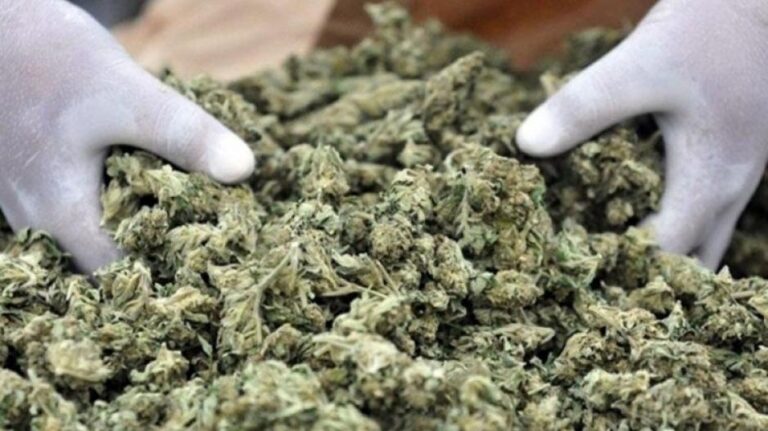 Παρέλαβαν κιβώτια με … 72kg κάνναβης