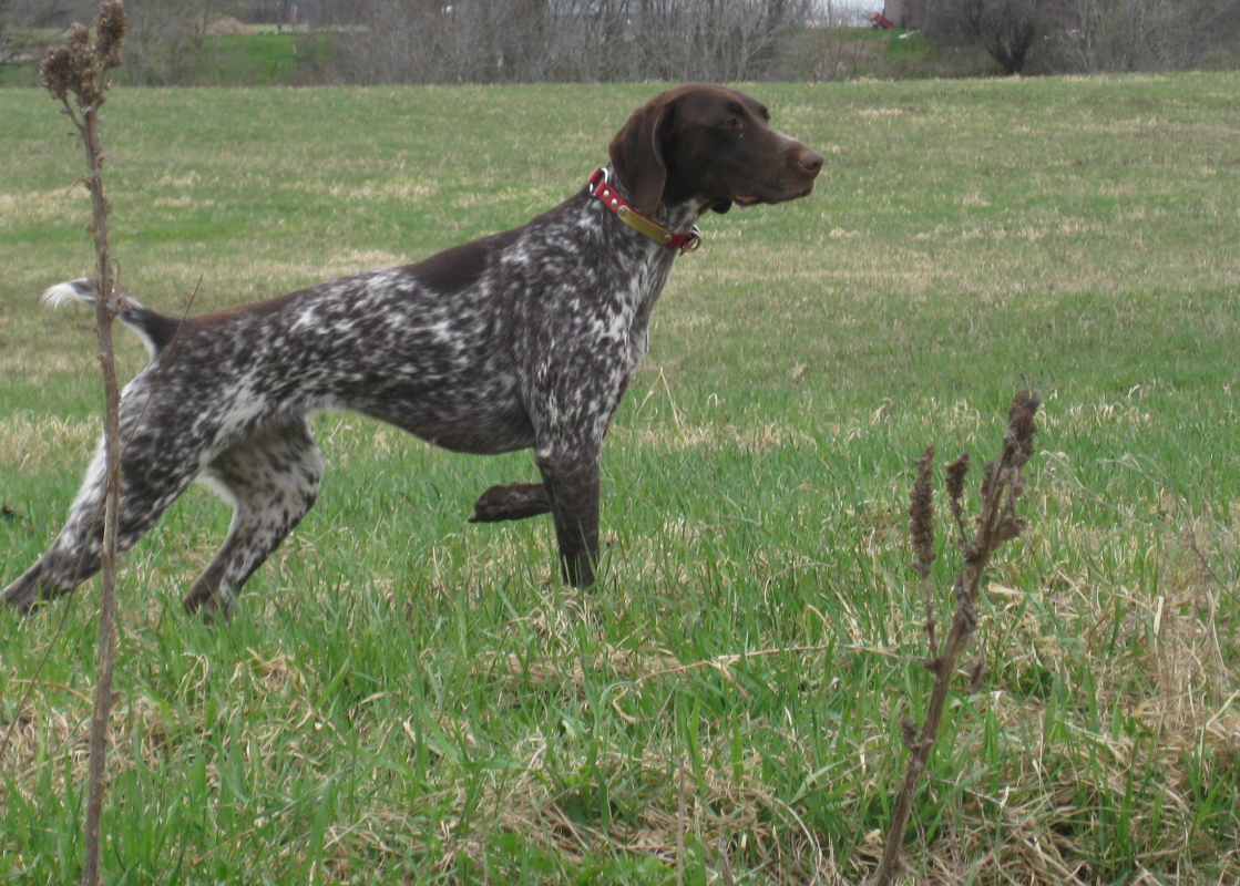 Βρήκε τραυματισμένο σκύλο και τον πέταξε στον κάδο των σκουπιδιών
