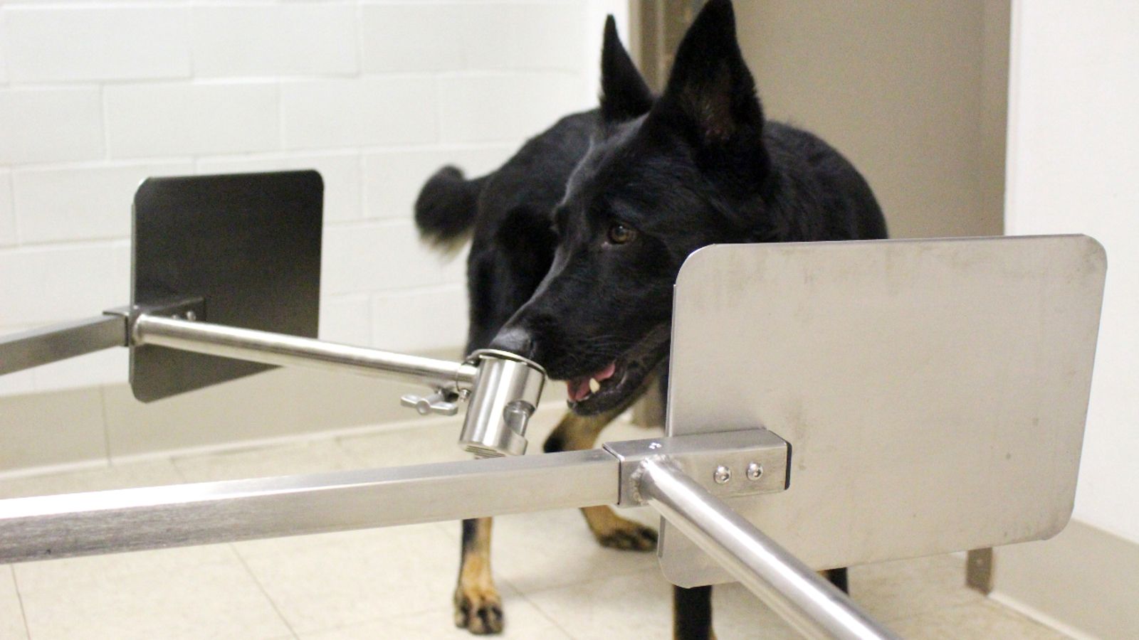 Σκύλοι εκπαιδεύονται για να … μυρίζουν τα κρούσματα κορωνοϊού