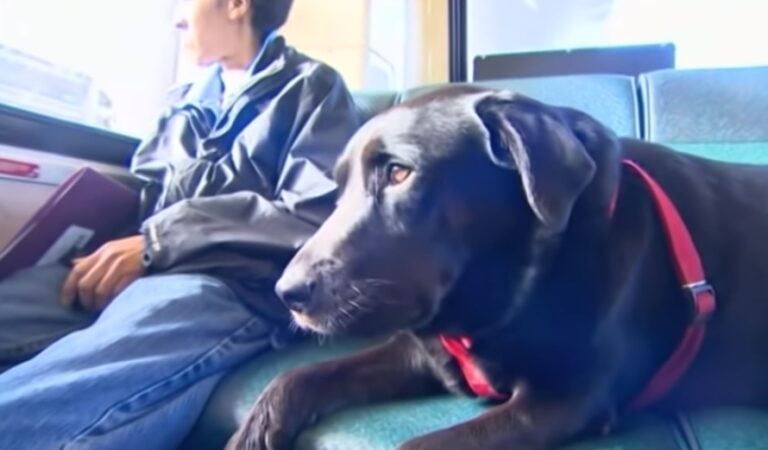 Ζητούν διευκρινίσεις από Υπ. Μεταφορών για μεταφορά κατοικιδίων σε λεωφορεία