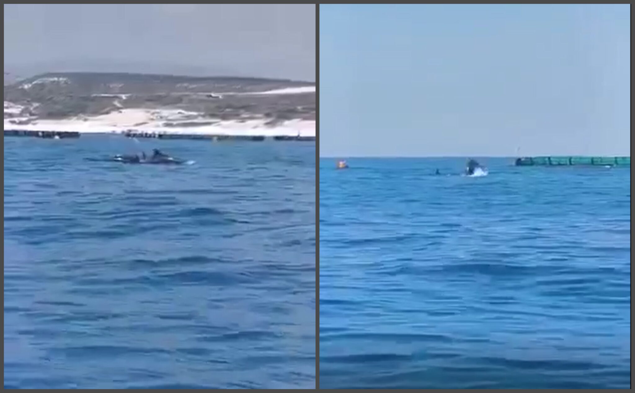 ΒΙΝΤΕΟ: "Παιχνίδια" στο νερό για κοπάδι δελφινιών στη θάλασσα του Ζυγίου