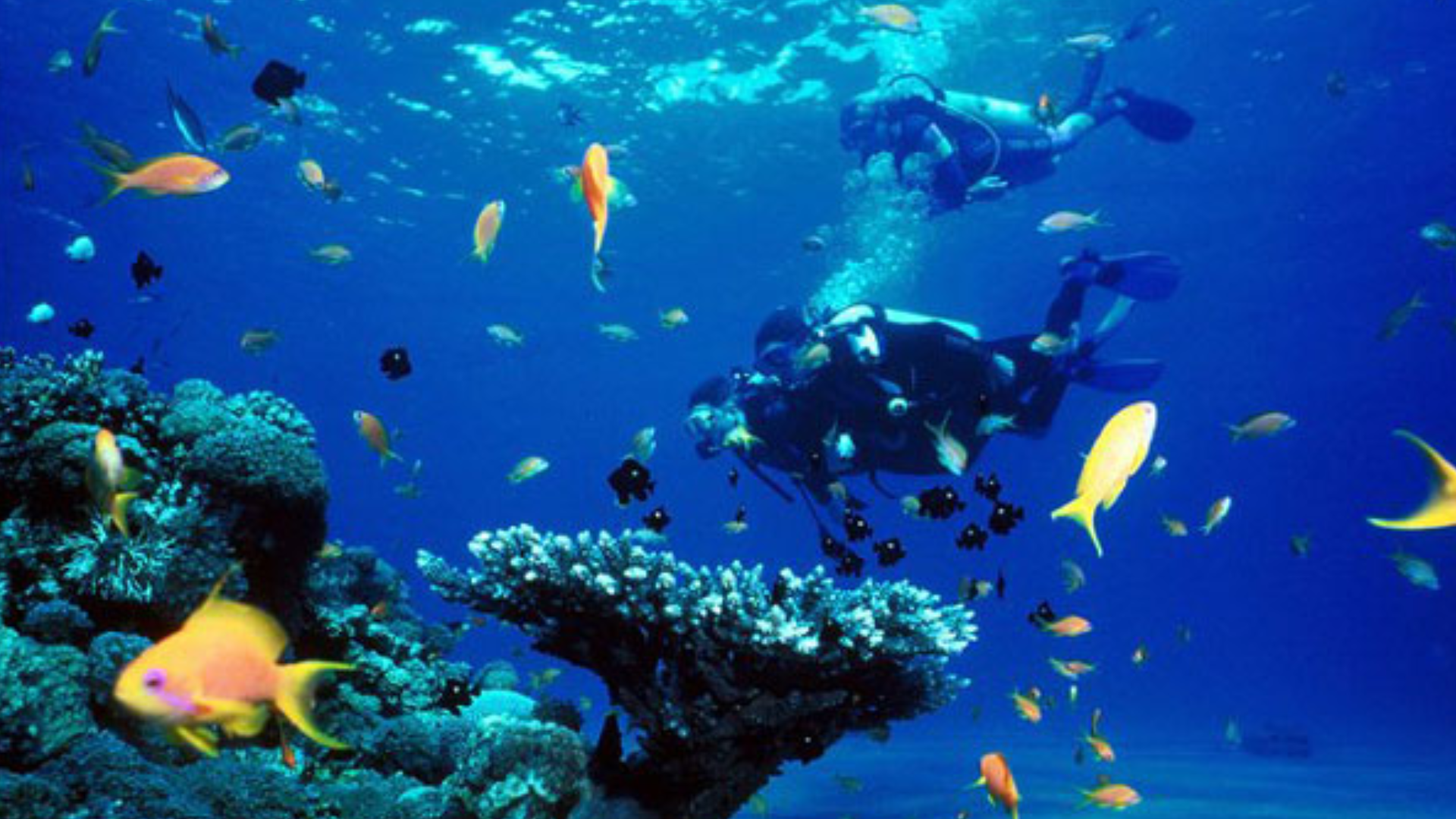 Ξενάγηση στο βυθό του Ακάμα: Τα εντυπωσιακά είδη ψαριών (ΒΙΝΤΕΟ)