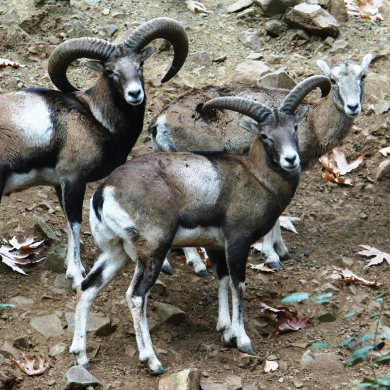 Καιρός να μάθουμε για την πανίδα του Εθνικού Δασικού Πάρκου Τροόδους