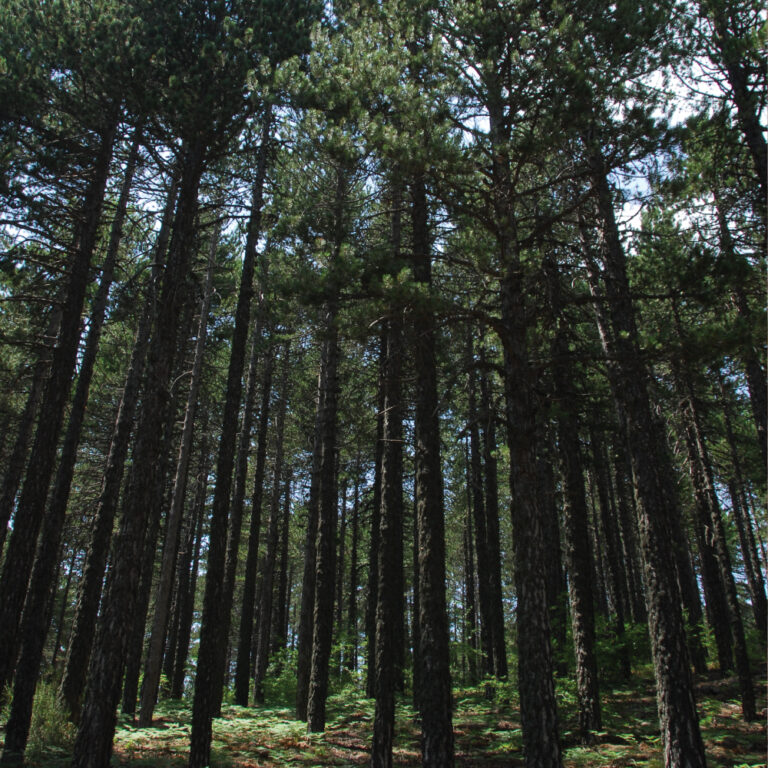Εθνικό Δασικό Πάρκο Τροόδους… ένα μέρος για να ξεφύγεις από την καθημερινότητα