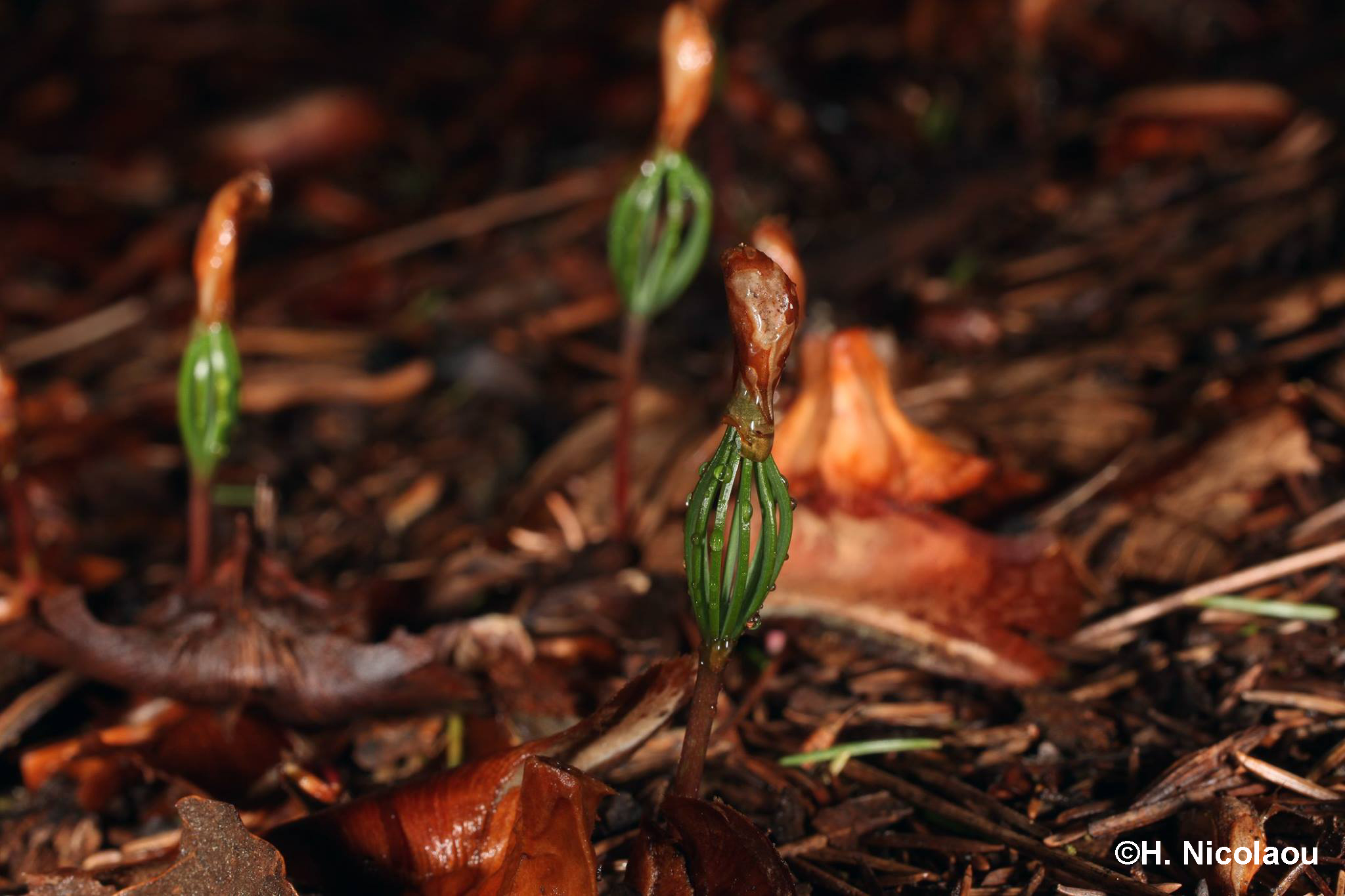 Το έργο LIFE-KEDROS συνεχίζει τις δράσεις του