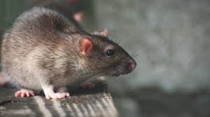 Ανήσυχοι οι κάτοικοι σε Λακατάμεια και Στρόβολο με την αύξηση των τρωκτικών(VID)