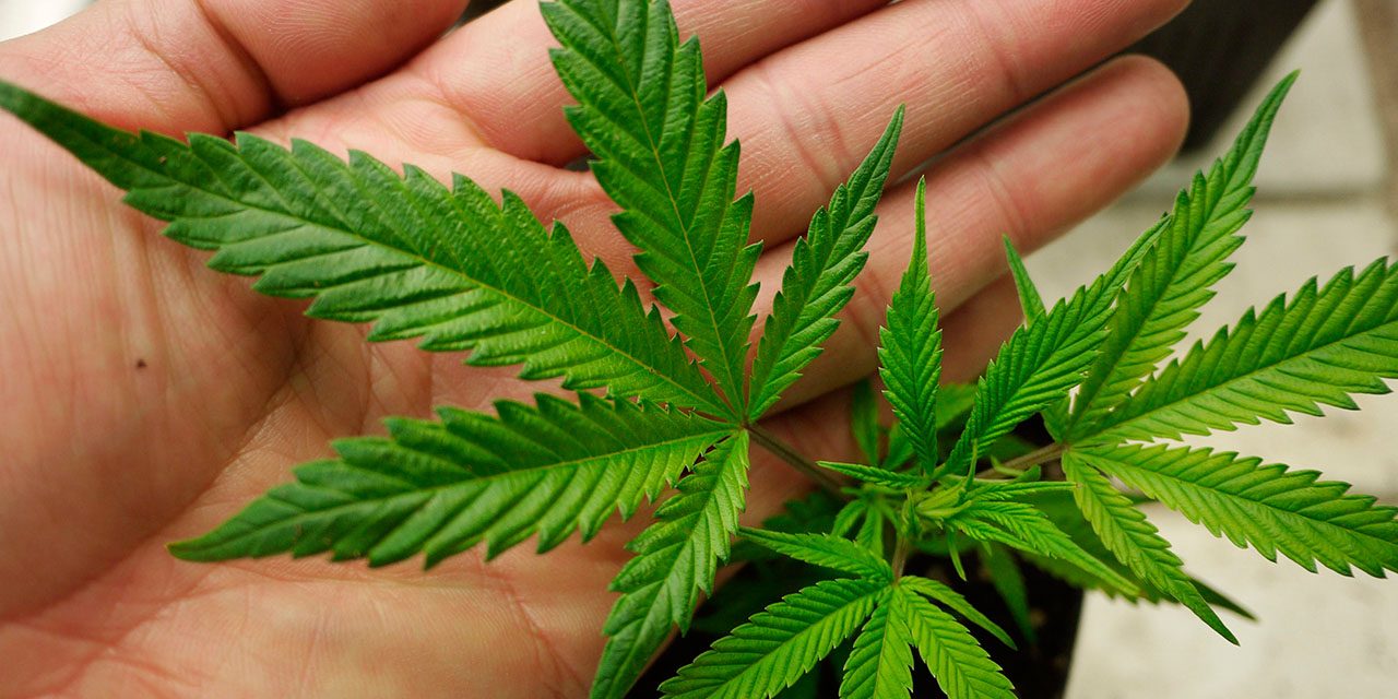 "Μπούκαραν" στο σπίτι τους μέλη της ΥΚΑΝ και βρήκαν στην αυλή τους φυτό κάνναβης