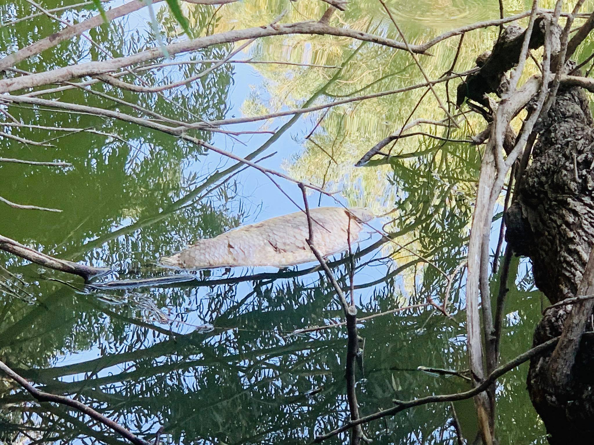 Σκέφτονται φίλτρα και μηχανές ανακύκλωσης νερού για τη λίμνη Αθαλάσσας (ΒΙΝΤΕΟ)