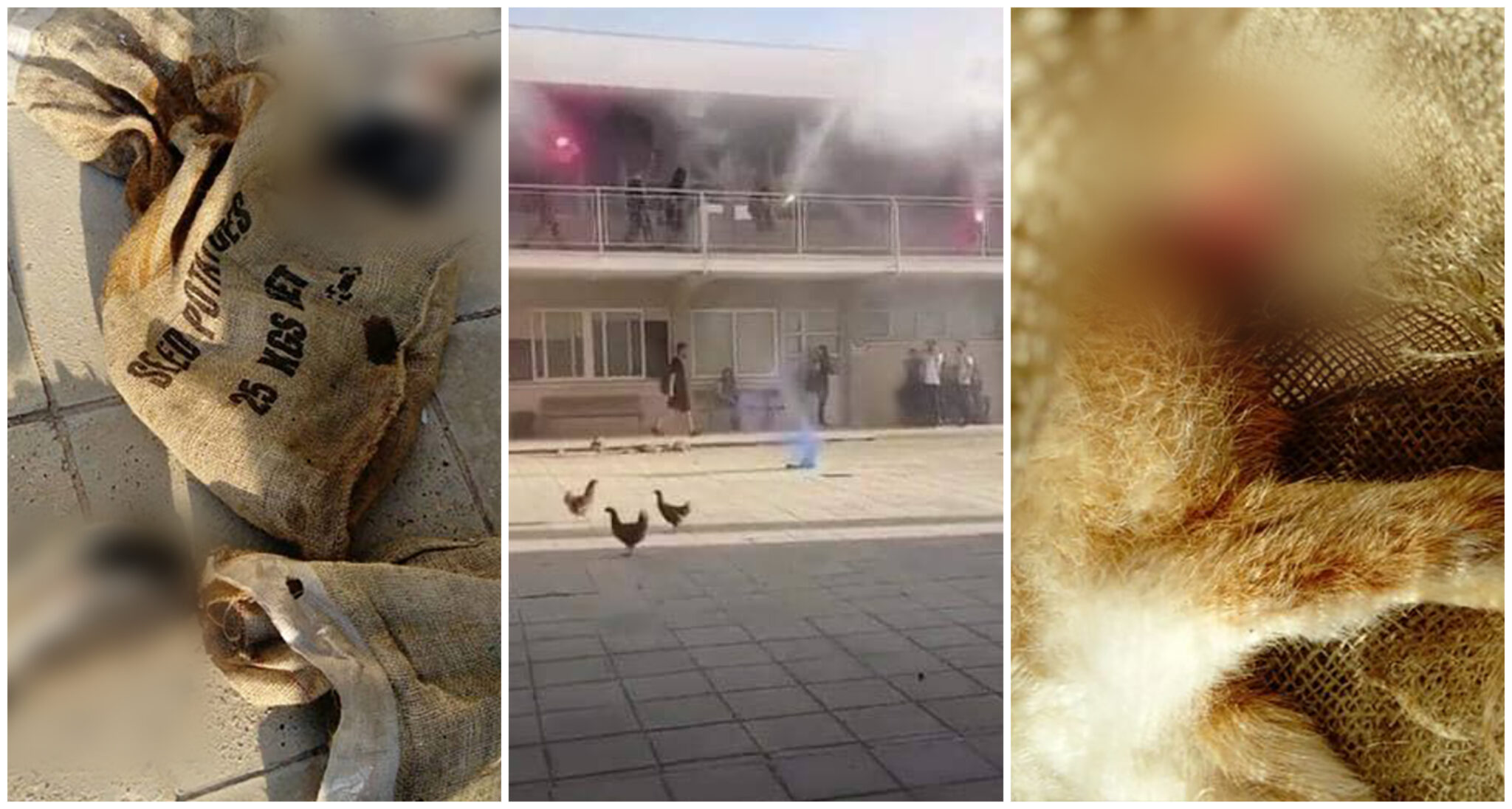 «Παρέλαση» υπόπτων στον Αστυνομικό Σταθμό Παραλιμνίου για τα έκτροπα (ΒΙΝΤΕΟ)