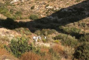 Σε ηλικιωμένο που είχε πάει για πεζοπορία ανήκει η σορός που εντόπισαν κυνηγοί