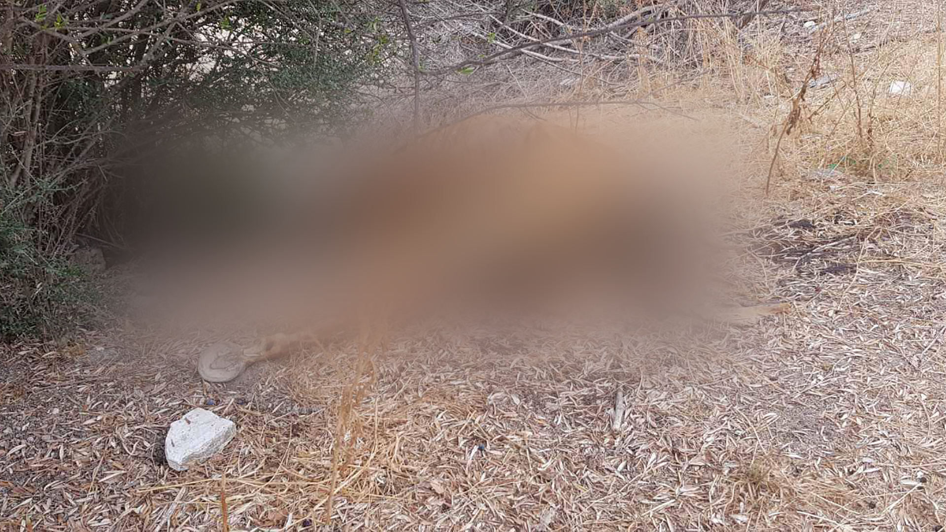 Αποτροπιασμός από το θέαμα ενός ψόφιου αλόγου κάτω από δέντρο στα Βρέτσια (ΦΩΤΟ)