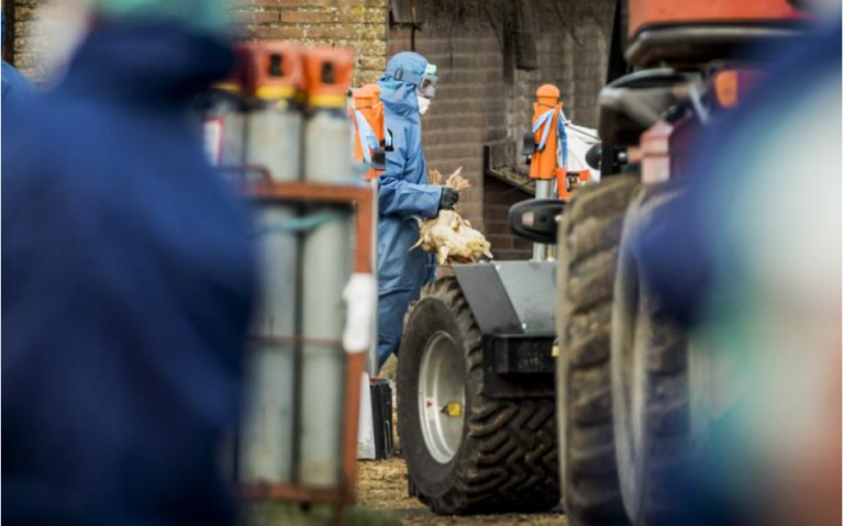 Μετά την Δανία και η Ολλανδία θανάτωσε 190.000 πουλερικά με γρίπη των πτηνών