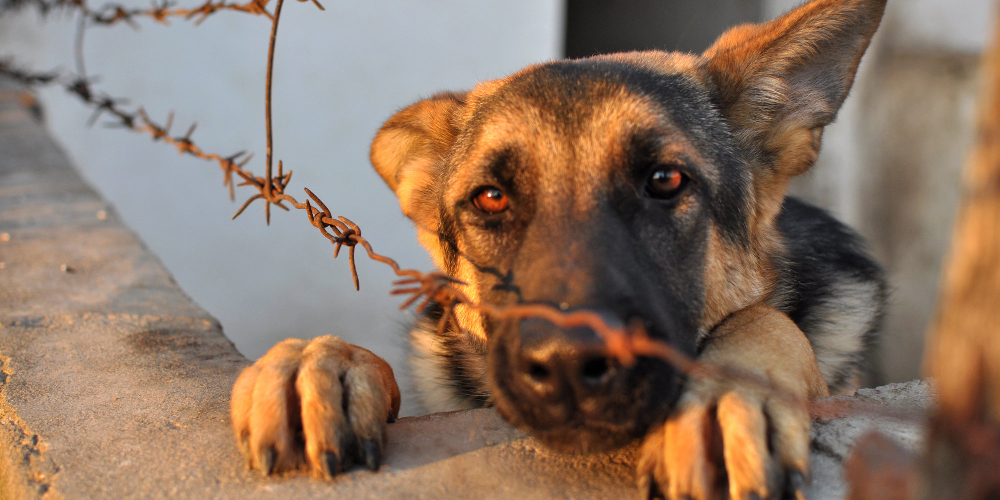 Έρχονται «καμπάνες» έως και €20.000 για όσους κακομεταχειρίζονται ζώα