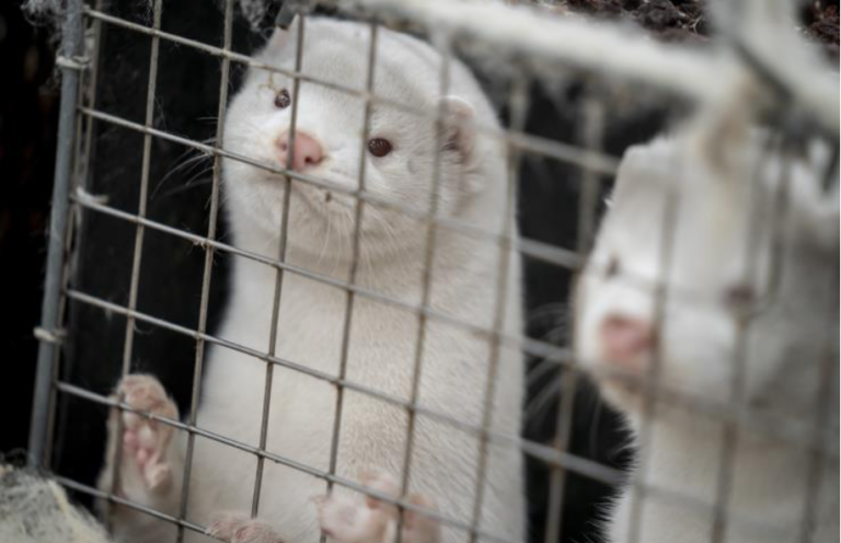 Ανησυχεί το ECDC για νέες παραλλαγές SARS-CoV-2 που σχετίζονται με τα μινγκ