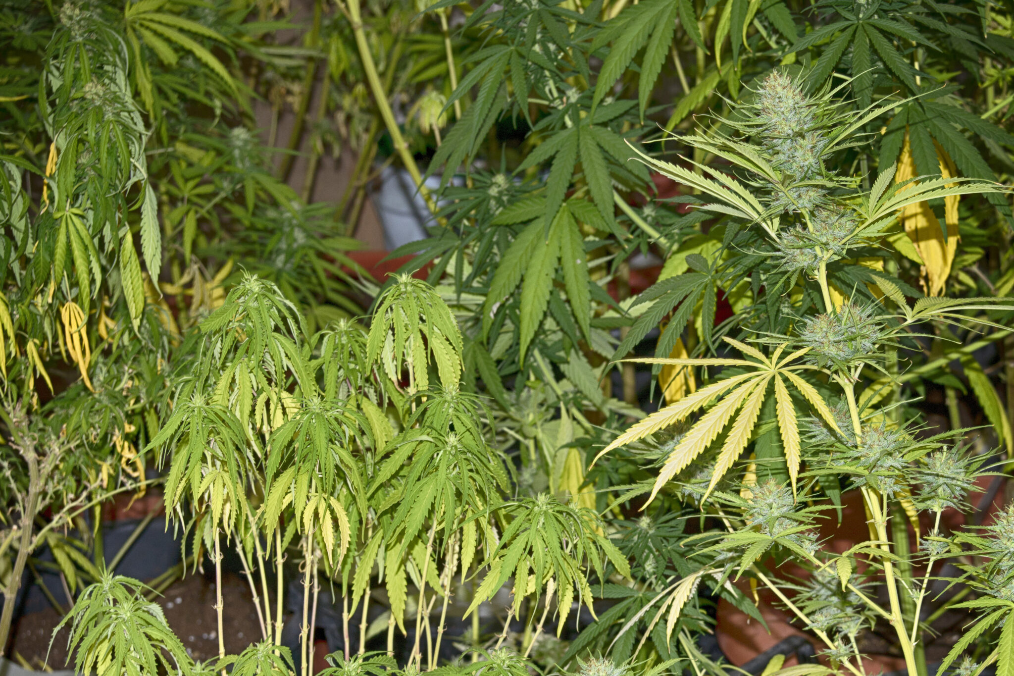 40χρονος στην Λάρνακα καλλιεργούσε κάνναβη στο υπνοδωμάτιό του