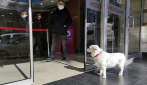 Περίμενε τον ιδιοκτήτη του  για μέρες έξω από το νοσοκομείο (ΒΙΝΤΕΟ)