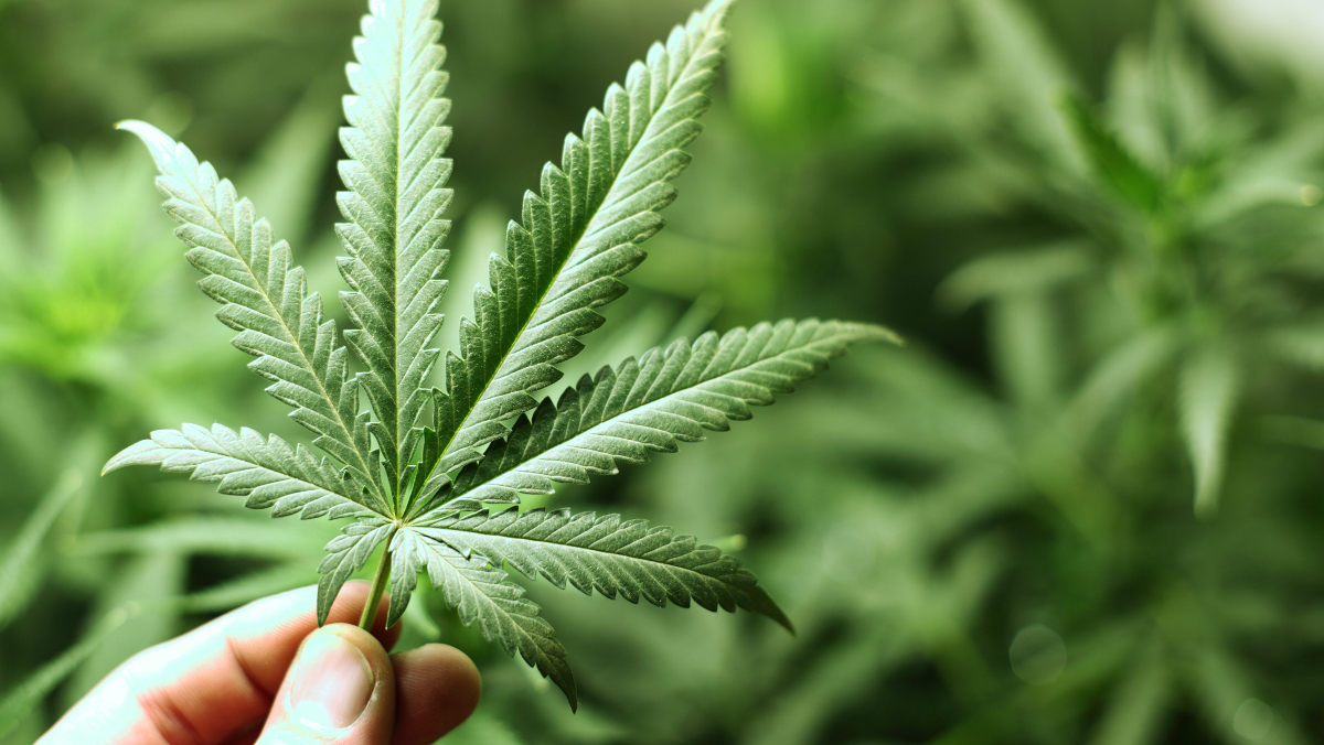 Έψαχναν για τον καταζητούμενο Ιωσήφ αλλά έπιασαν "λαβράκι"