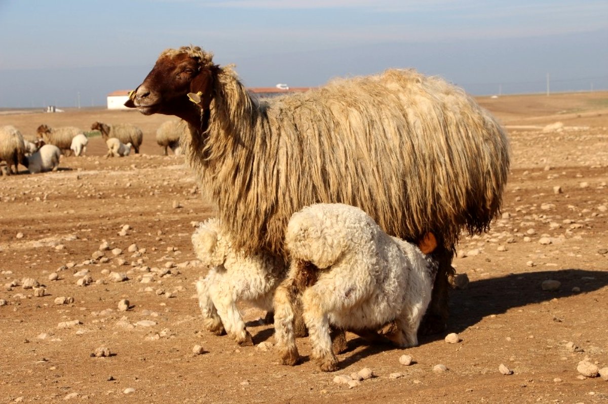 Πρόβατα για την παραγωγή χαλουμιού έστειλε η Τουρκία στα κατεχόμενα