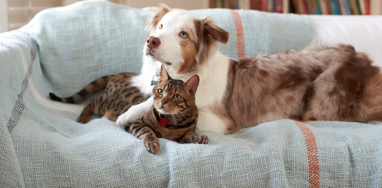 Η "Θετική Λίστα" που καθορίζει ποια ζώα μπορούν να κατέχονται ή να πωλούνται