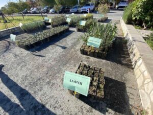 Σε αυτές τις τοποθεσίες θα προσφέρει αύριο δωρεάν δεντράκια, το Τμήμα Δασών