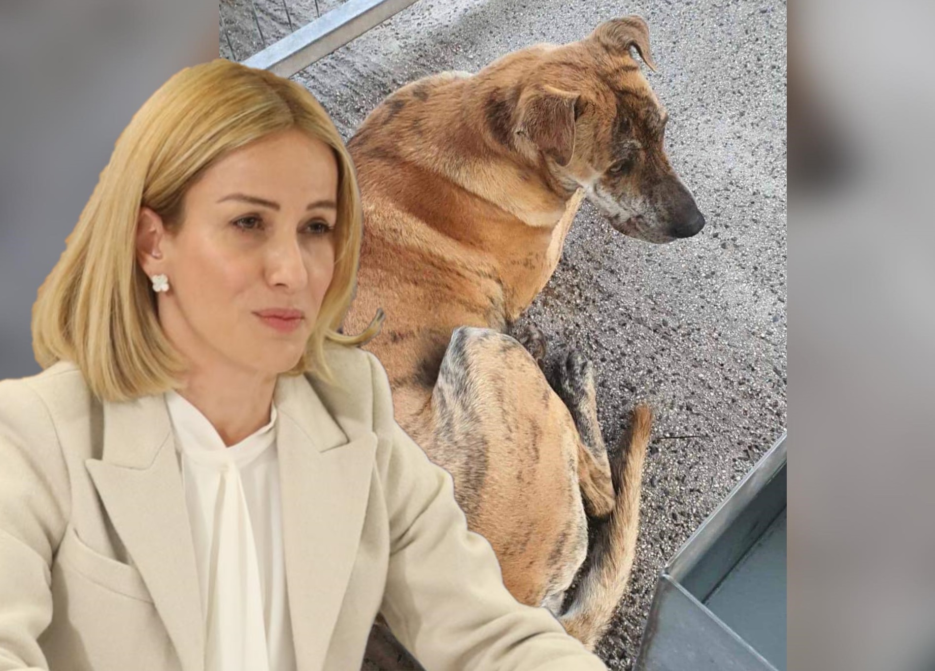 Γιολίτη: Ενώπιον δικαιοσύνης η υπόθεση του σκύλου Bruno την ερχόμενη εβδομάδα