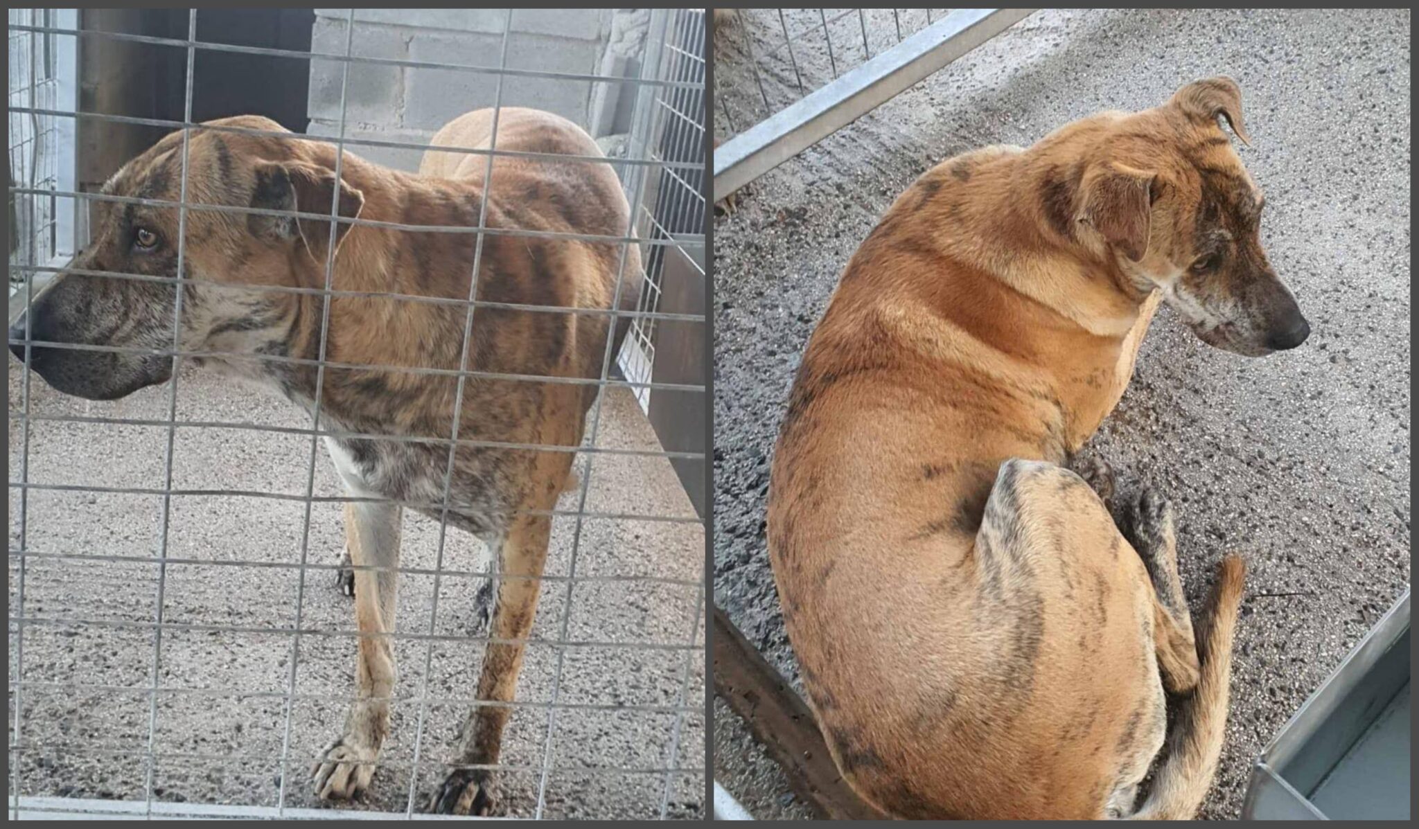 Παγκύπρια κινητοποίηση για τον τετράποδο Μπρούνο, με hashtag "take bruno home"