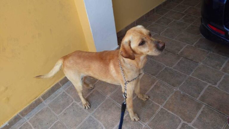 Ιδιοκτήτες ακινήτων αρνούνται να ενοικιάσουν σε όσους έχουν κατοικίδια (ΒΙΝΤΕΟ)