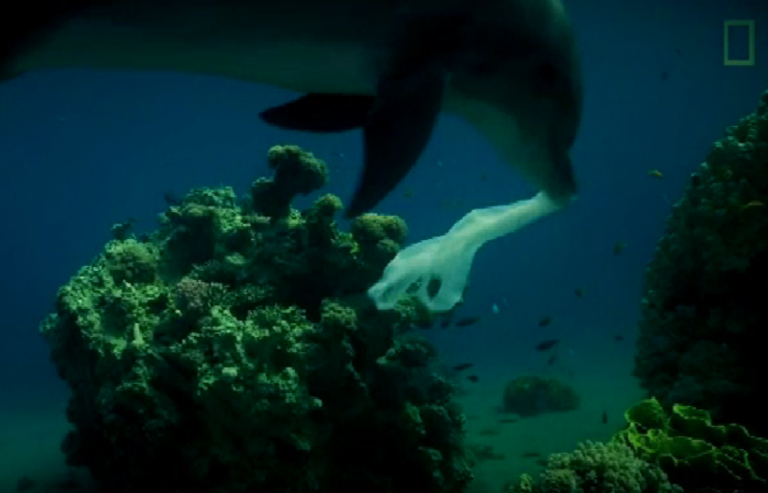 Από κούκλες μέχρι αυτοκίνητα: Ανασύρθηκαν 150kg πλαστικά από βυθό (BINTEO)