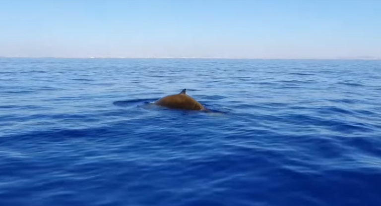 ΒΙΝΤΕΟ: Φάλαινα σπάνιου είδους στη θάλασσα ανοιχτά της Λάρνακας